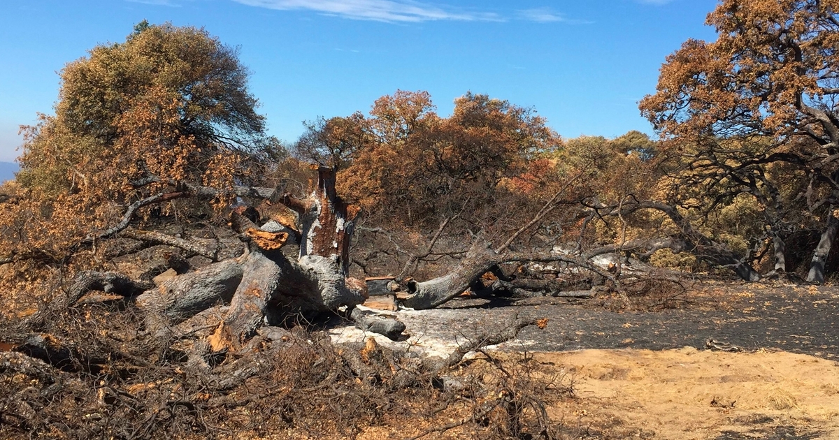 Wildfires may spur animal biodiversity