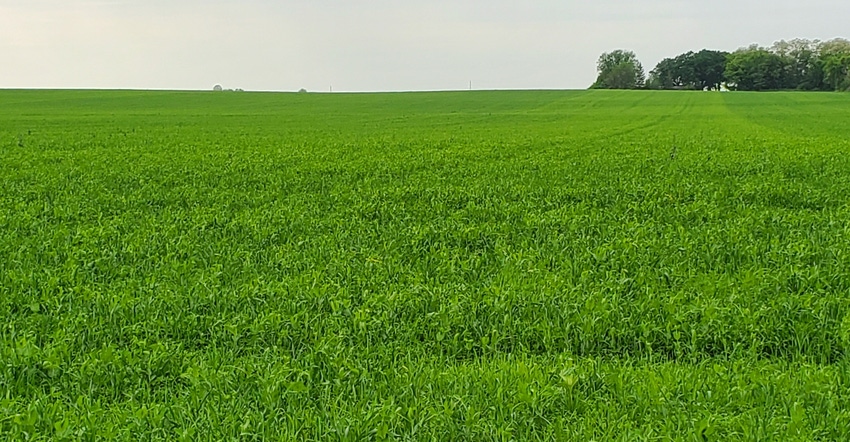 ryegrass field ryegrass field