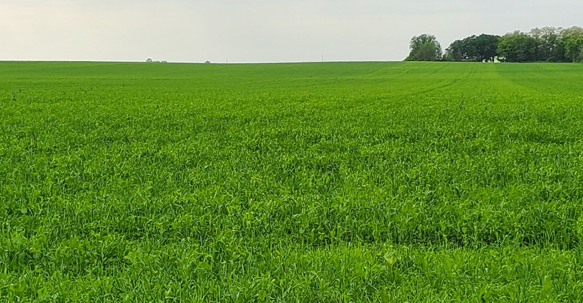 ryegrass field