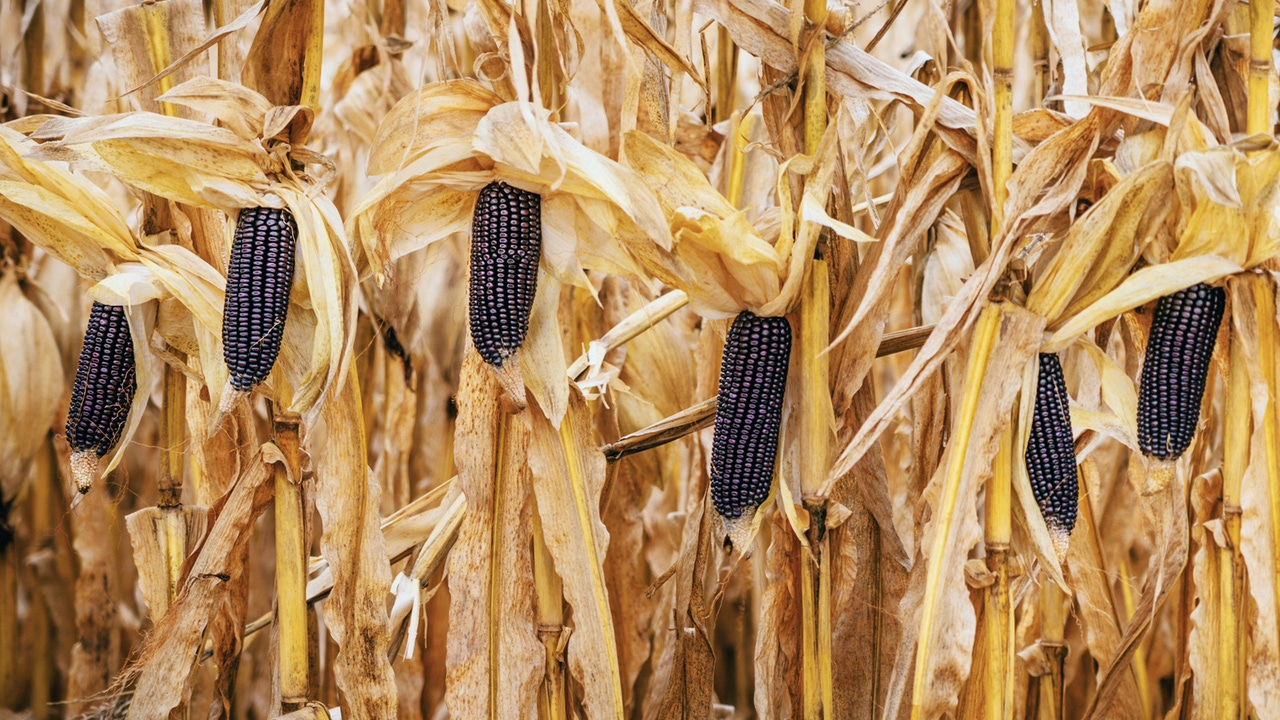 . Hughes Farms grows specialty crops including blue corn