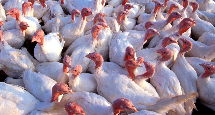 WFP-ARS-turkeys1.jpg WFP-ARS-turkeys1.jpg