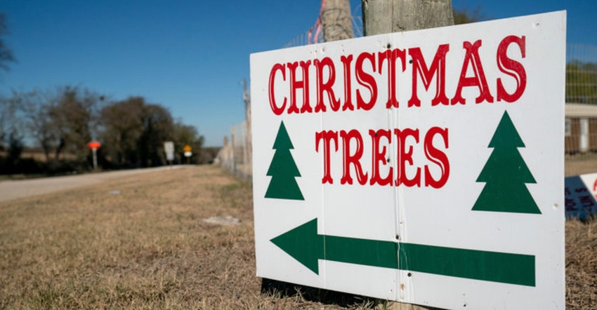 20201208_Christmas_Trees_110-768x512.jpg