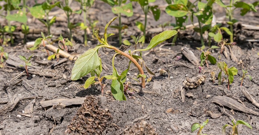 marestail and waterhemp. 