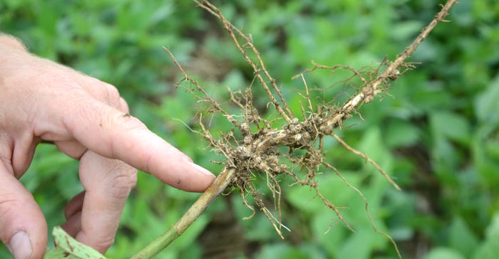 soybean plant roots