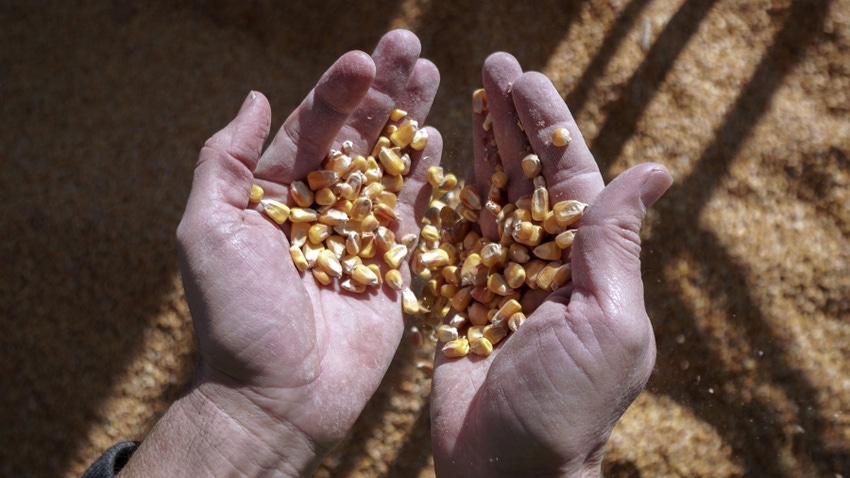 hands holding corn kernels