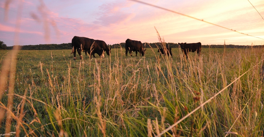 cows grazing at sunset
