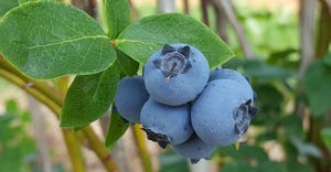 blueberries hanging on branch