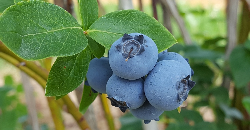 blueberries hanging on branch blueberries hanging on branch
