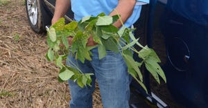 Steve Gauck holds two soybean plants