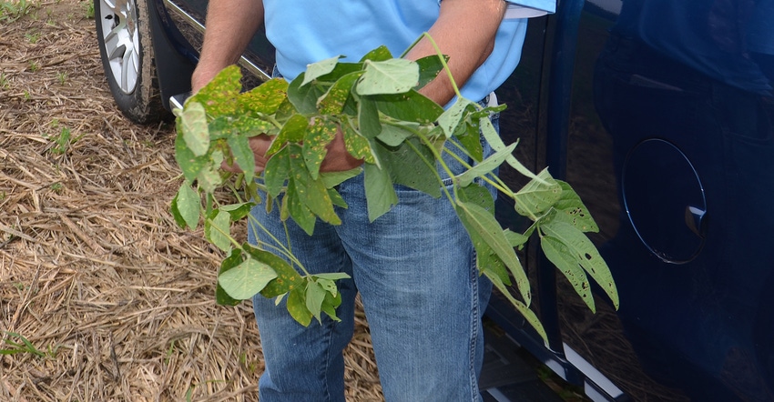 Steve Gauck holds two soybean plants