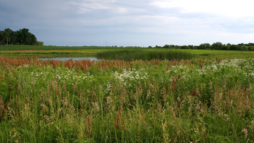 Iowa wetland area in summer