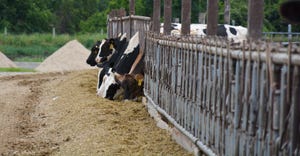 Cows line up to eat silage outdoors