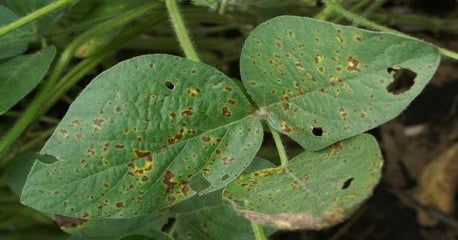 Top 3 Soybean Diseases of 2018