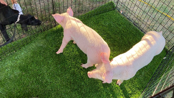 A puppy greeting two pigs in a pen