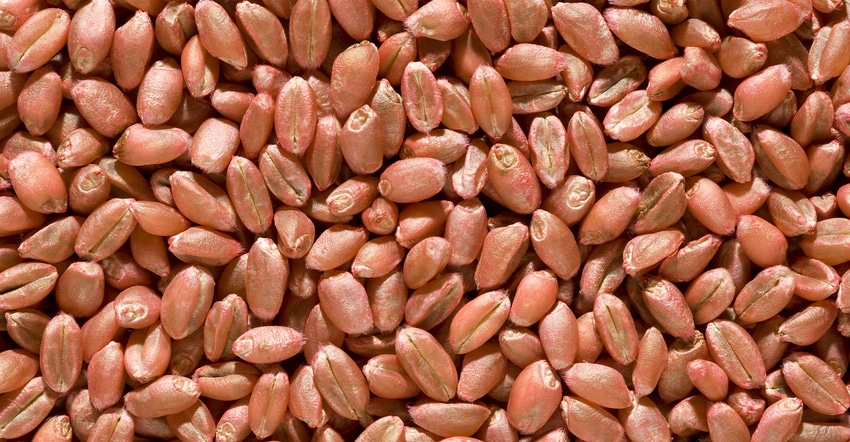 closeup of wheat seed