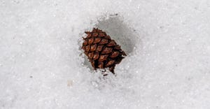 Pine cone in melting snow