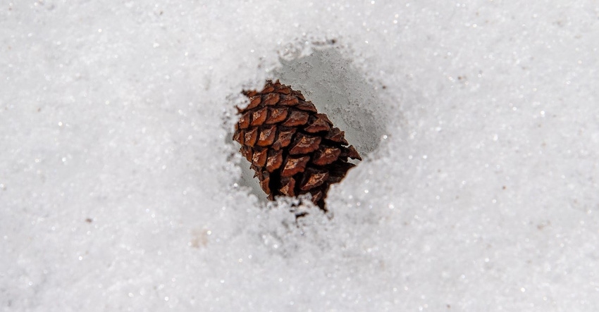 Pine cone in melting snow