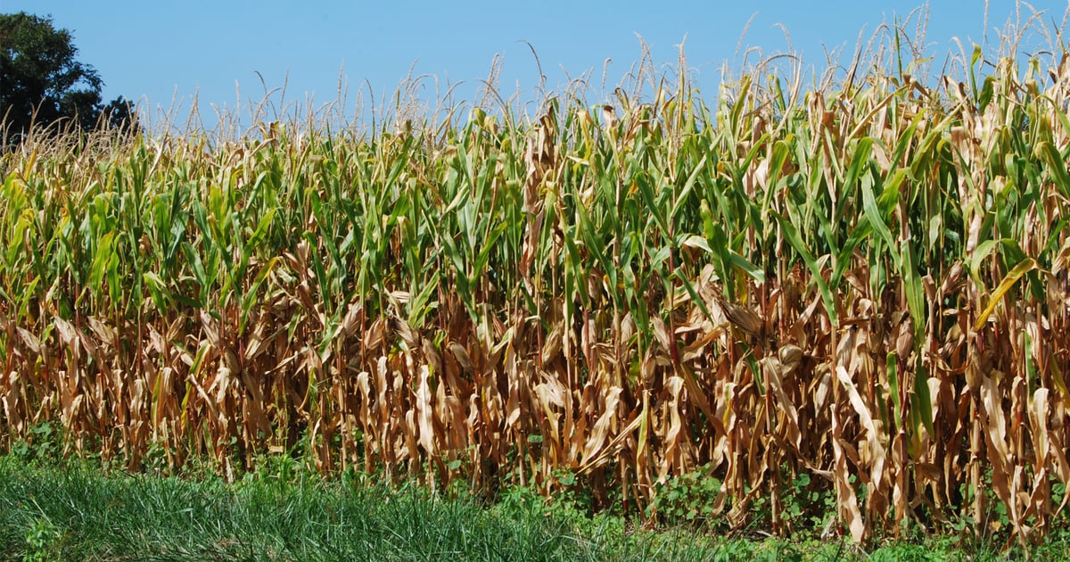 Drought conditions expanding in southern Iowa