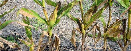 how_bad_corn_plants_want_grow_reproduce_1_635945165281196000.jpg how_bad_corn_plants_want_grow_reproduce_1_635945165281196000.jpg