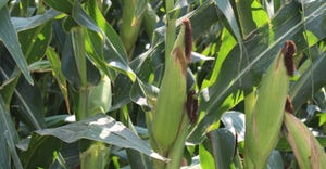 Corn stalks 