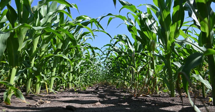 Close up of corn in field from ground level
