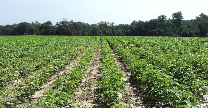 Young cotton rows