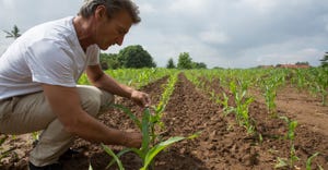 Farmer checks newly planted crop