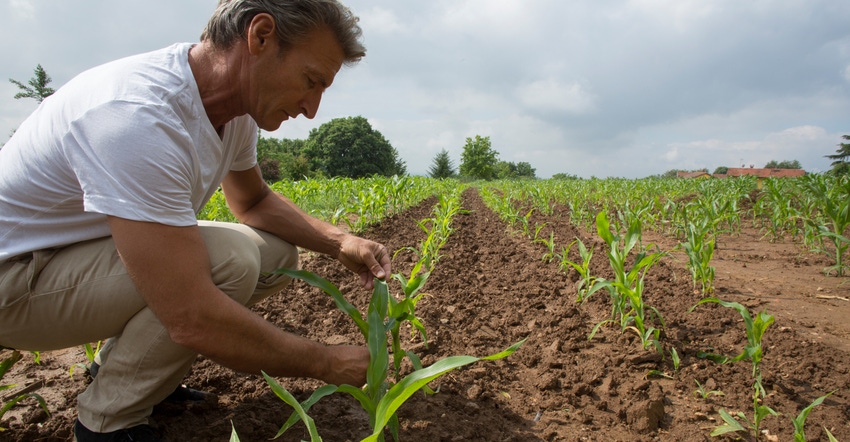 Farmer checks newly planted crop Farmer checks newly planted crop