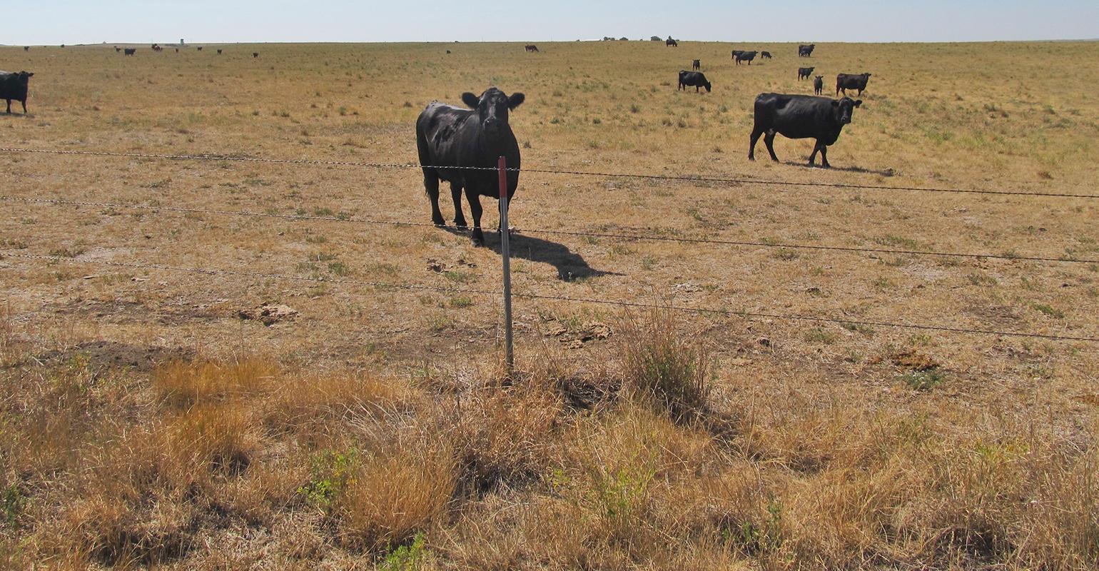 What Is Livestock Forage Program