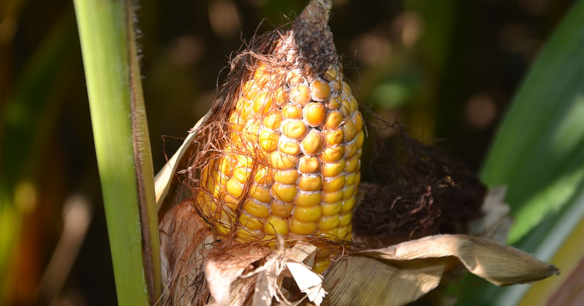 Cattle Ear Rot Threat of ear molds, rots exists every year