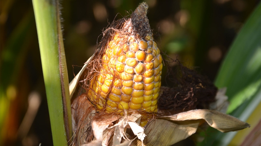 Close up of mold growing on an ear of corn