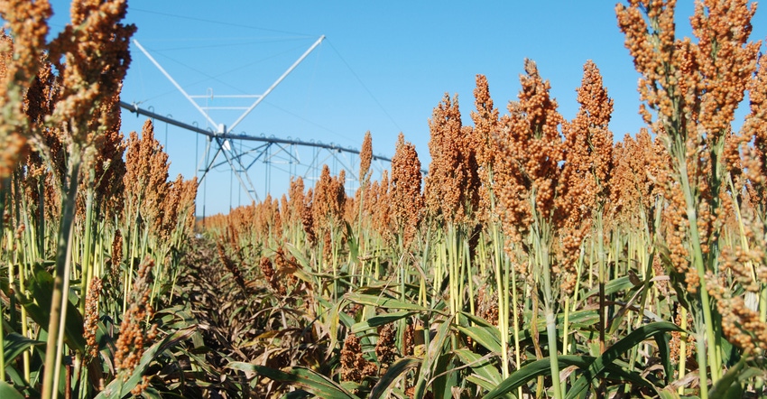 Sorghum field Sorghum field