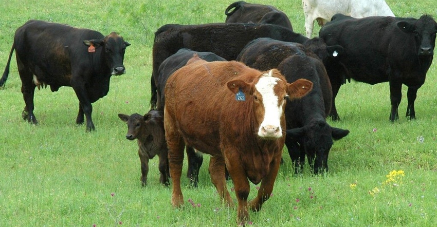 livestock-Extension-photo-web.jpg