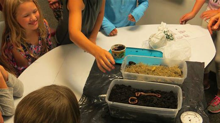 Students observe worms in plastic boxes of soil