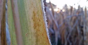 frost on corn leaf closeup
