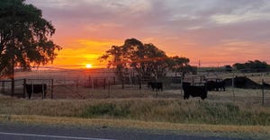 swfp-shelley-huguley-20-cattle-sunrise.JPG
