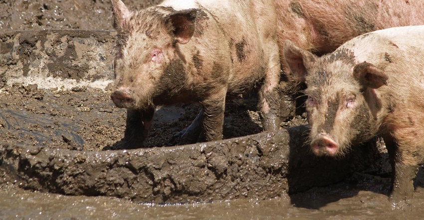 Two pigs in a muddy field