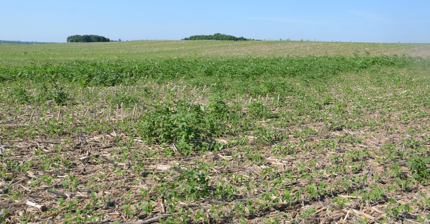 giant ragweed growing in young soybean field