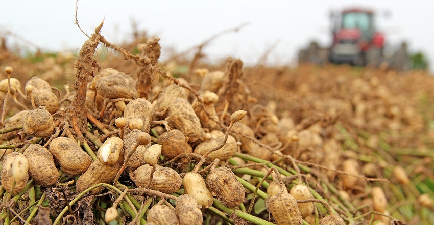DFP-Staff-Peanuts-Dug-7370.jpg DFP-Staff-Peanuts-Dug-7370.jpg
