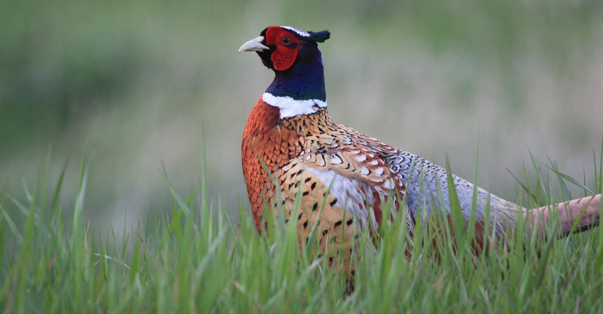 The Ultimate Pheasant Hunt, Lake Andes South Dakota