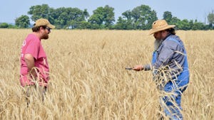 Two men standing in a field with terminated waist high cover crop looking at a soil probe that one is holding.