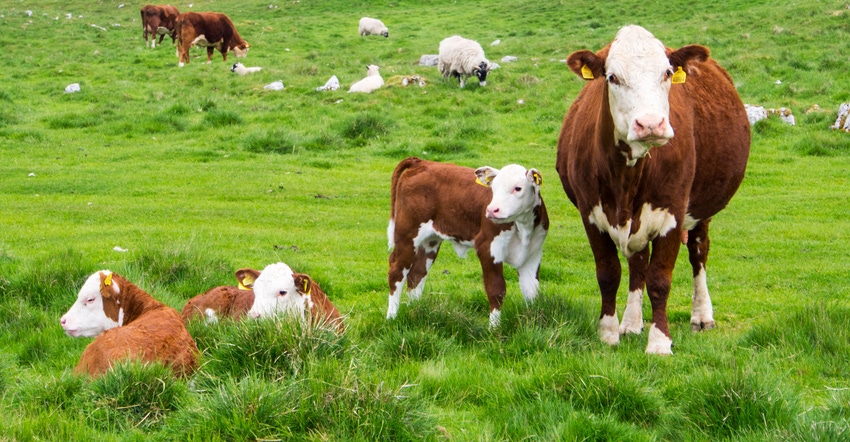 A Hereford beef cow and a calf, surrounded by other grazing cows, with yellow ear tags