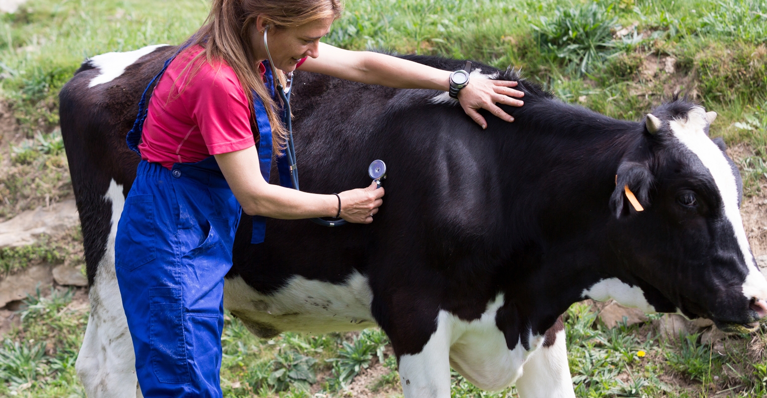 When Animals Cough Repeatedly It s Time To Pay Attention when-animals-cough-repeatedly-it-s-time-to-pay-attention