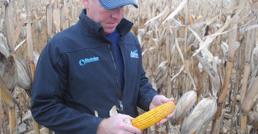 A man examining an ear of corn