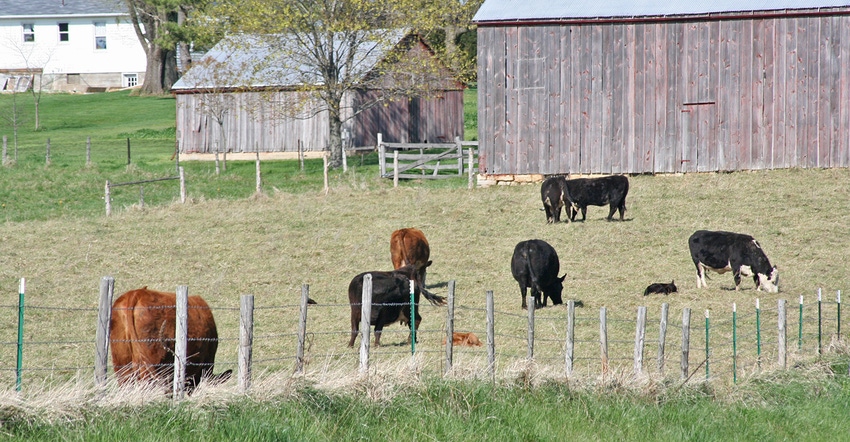 cattle grazing in grassy paddock