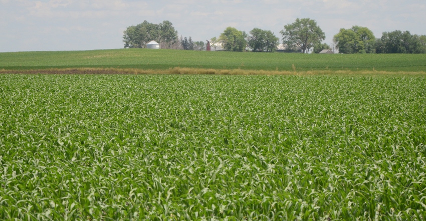 Farm and cornfield