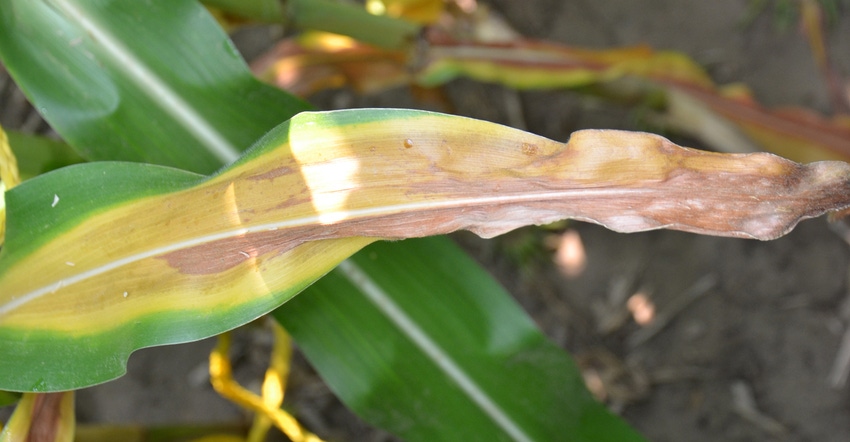 corn leaves showing signs of nitrogen deficiency