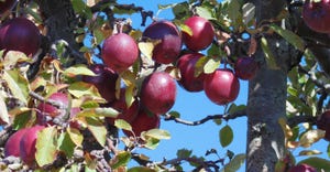 apples on tree against blue sky
