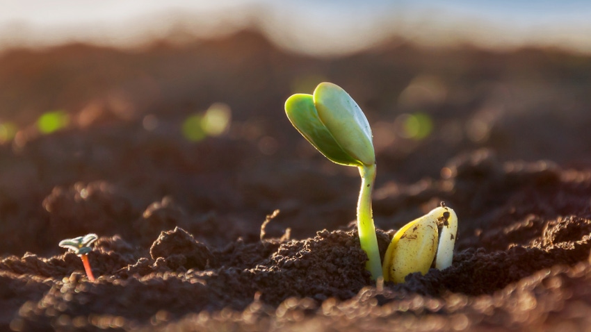 new plant emerging from soil