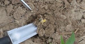 corn seed that failed to germinate